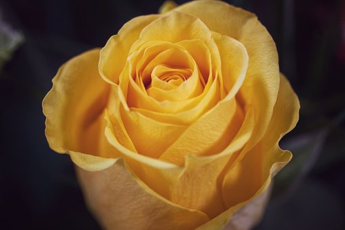 flower  rose  bouquet of roses