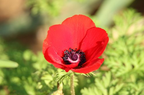 flower  anemone  red