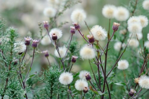 flower grass green