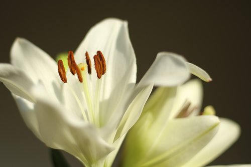 flower  lily  white