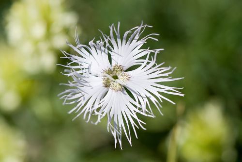 flower white nature