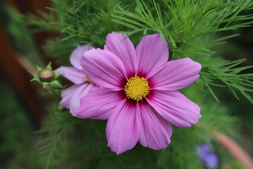 flower  romance  nature