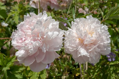 flower  summer  garden