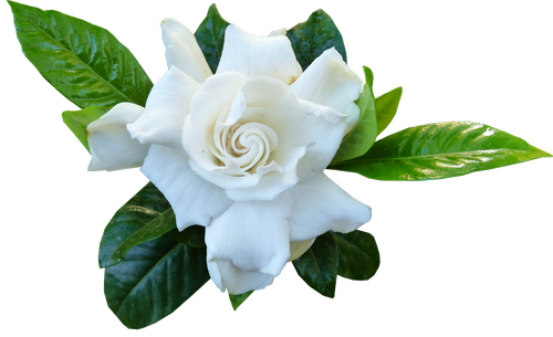 flower  white  gardenia