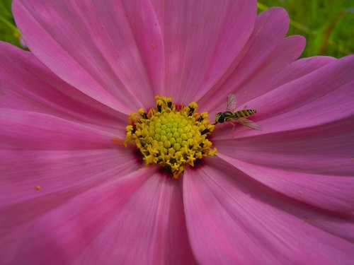 flower  bee  pollen