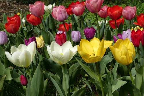 flower  tulips  garden