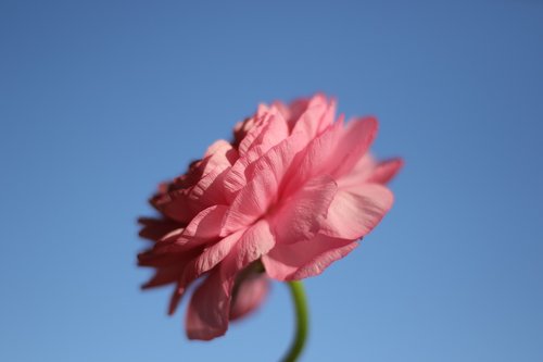 flower  sky  pink