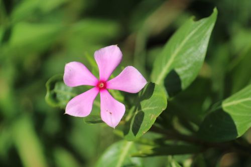 flower pink floral