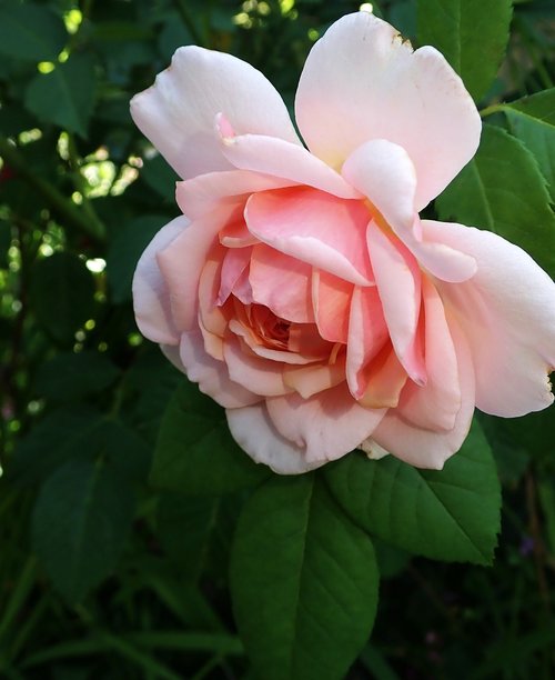 flower  rose  perfume