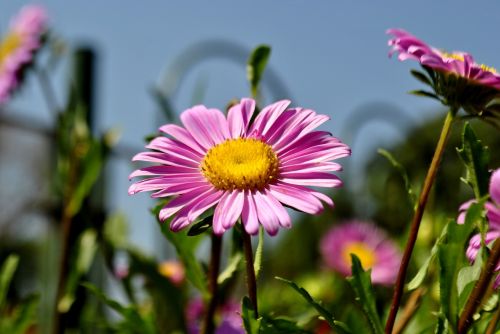 flower pink blossom