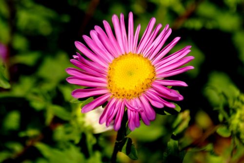 flower pink blossom