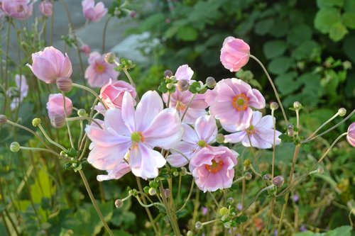 flower  pink  spring