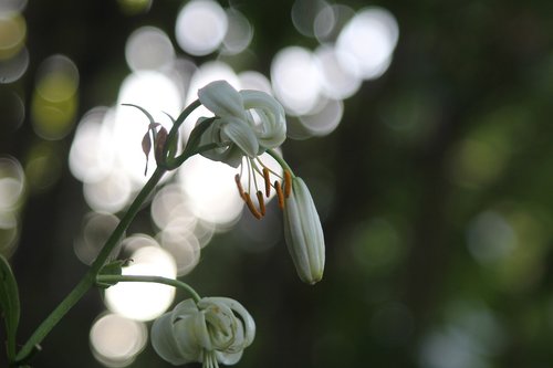 flower  white  summer