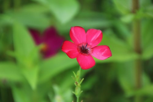 flower  beauty  nature