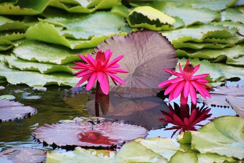 flower  water lily  red