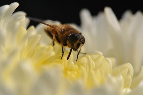 flower  bee  bees