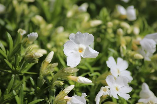 flower  white  garden