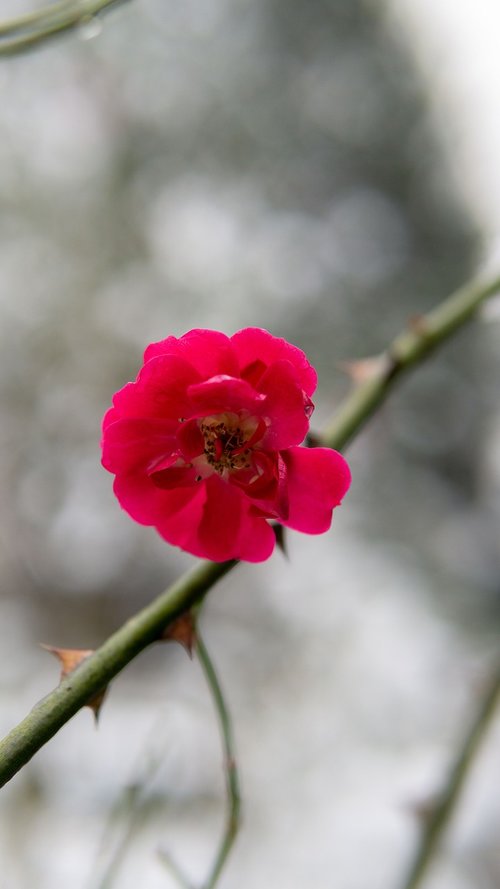 flower  branch  red flowers