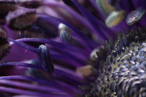 flower  closeup  macro