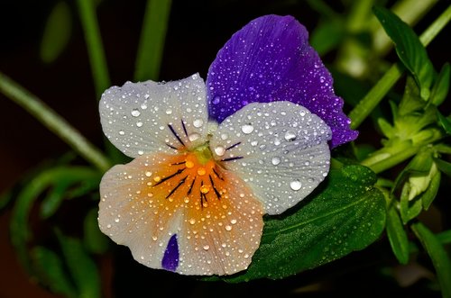 flower  garden  blossom