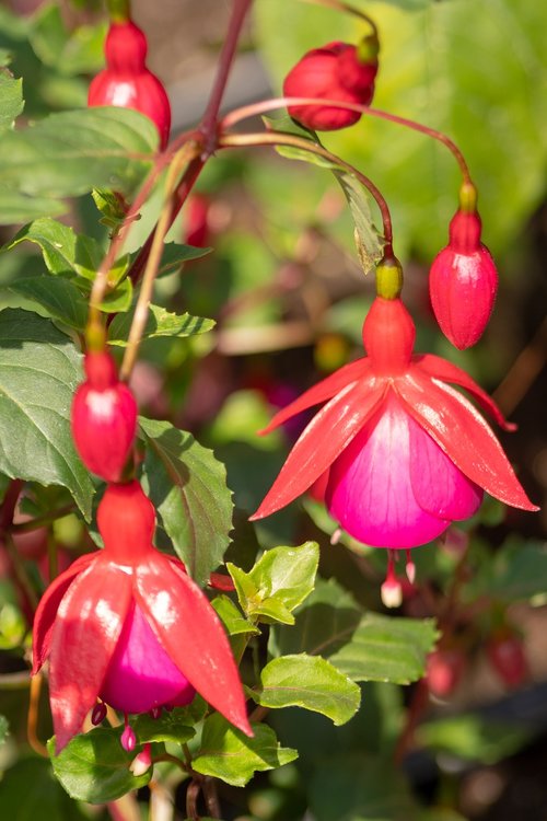 flower  garden  nature