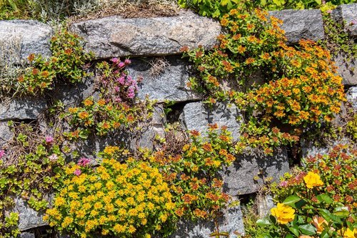 flower  stone wall  summer