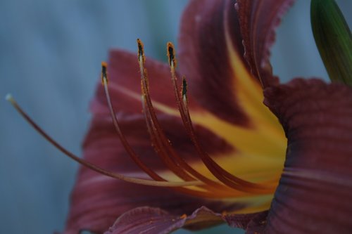 flower  close up  nature