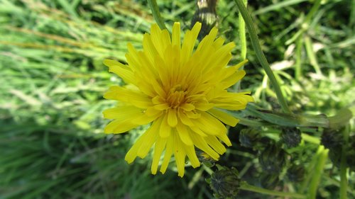 flower  yellow  garden