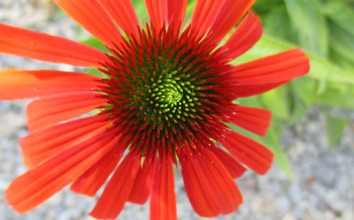 flower  red  bloom