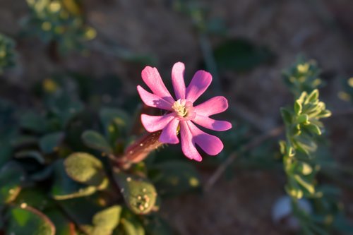 flower  formentera  molinet