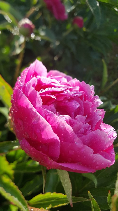 flower  peony  pink