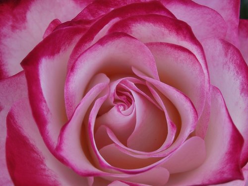 flower  flowers  rosa