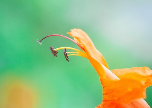 flower  macro  wallpaper