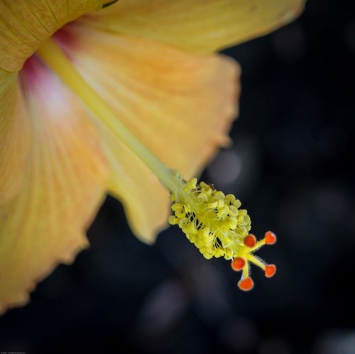 flower  hibiscus  yellow