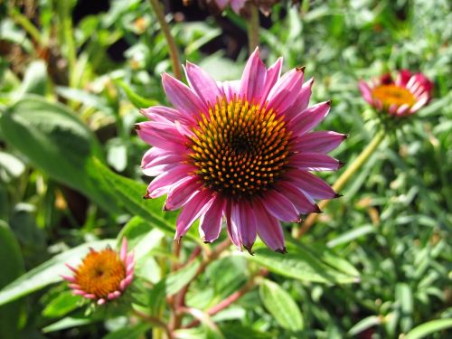 flower pink blossom