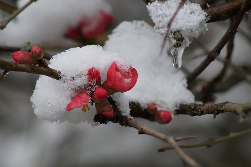 flower  snow  winter