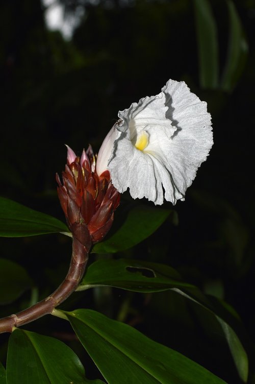 flower  white  flowers