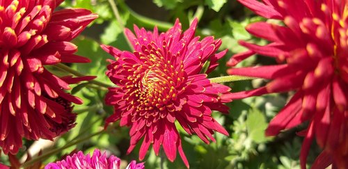 flower  red  nature