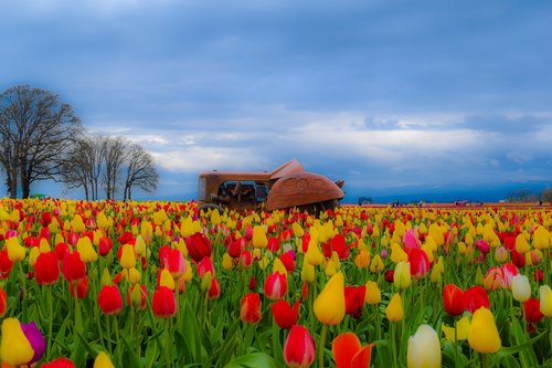flower  tulip  tractor