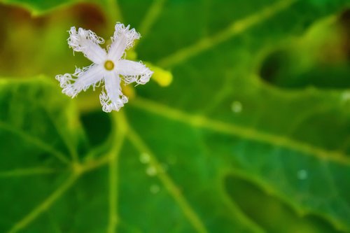 flower  nature  field