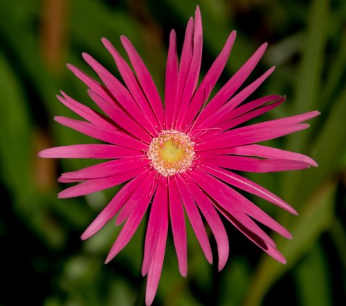 flower  gergerba  pink