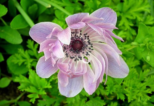 flower  garden  nature