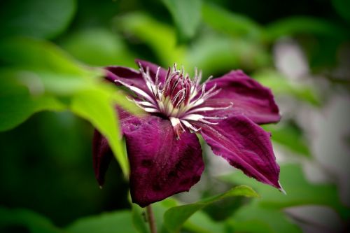 flower violet macro