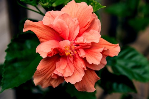 flower  hibiscus  blossom