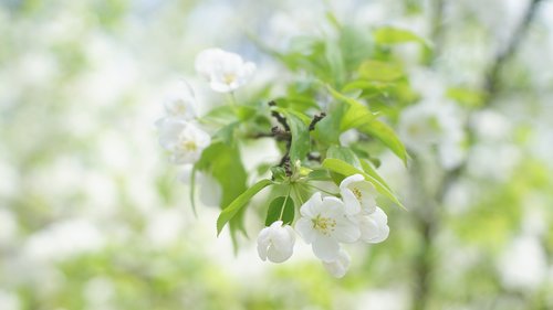 flower  spring  blossom