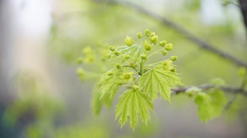 flower  spring  blossom