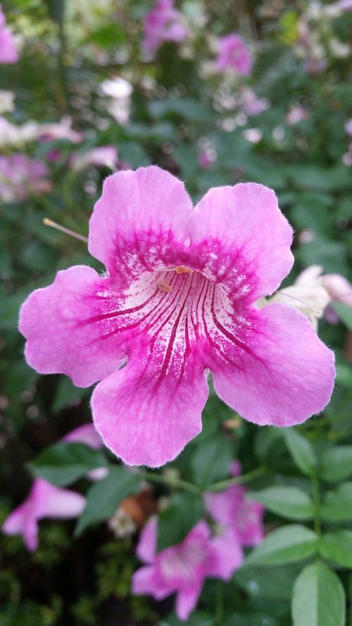 flower  flowers  flowers thailand