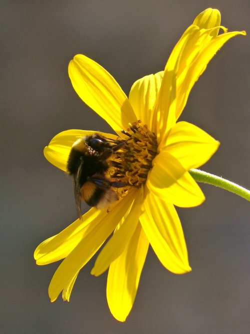 flower  yellow  bumblebee