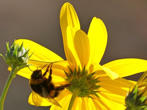 flower  yellow  bumblebee