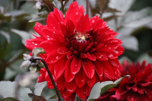 flower  red  nature